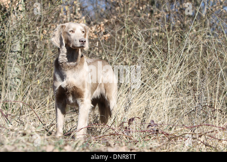 Hund Weimaraner Langhaar / Erwachsene stehen auf einer Wiese Stockfoto