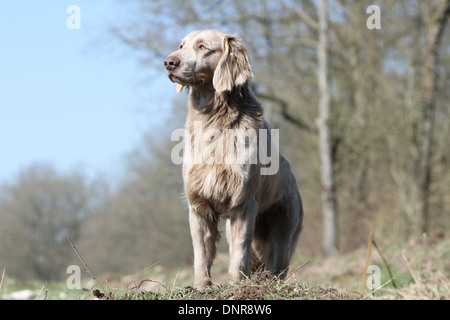 Hund Weimaraner Langhaar / Erwachsene stehen auf einer Wiese Stockfoto