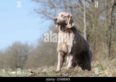 Hund Weimaraner Langhaar / Erwachsene stehen auf einer Wiese Stockfoto