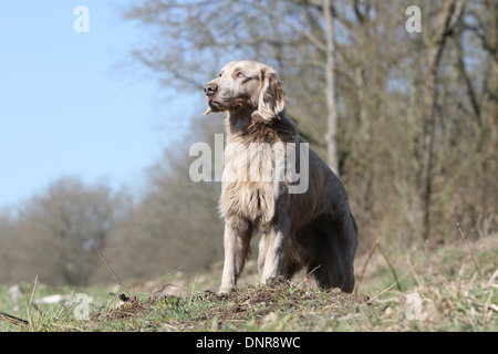 Hund Weimaraner Langhaar / Erwachsene stehen auf einer Wiese Stockfoto