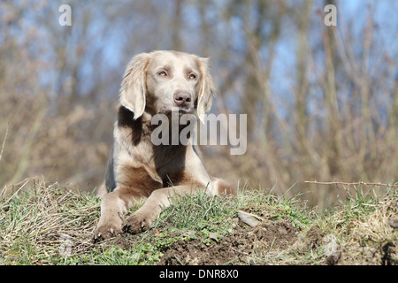Hund Weimaraner Langhaar / Erwachsene in einer Wiese liegen Stockfoto