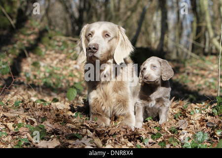 Weimaraner Langhaar / Erwachsener Hund und Welpen im Wald Stockfoto