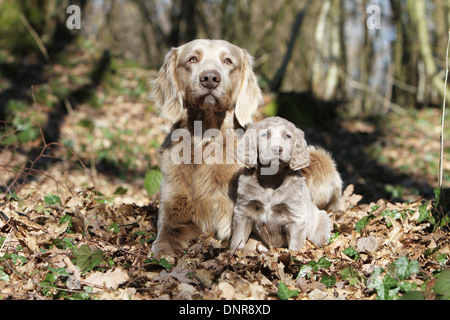 Weimaraner Langhaar / Erwachsener Hund und Welpen im Wald Stockfoto