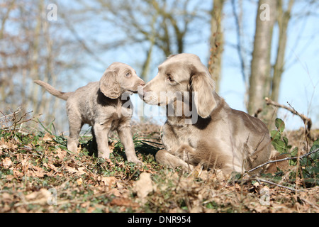 Weimaraner Langhaar / Erwachsener Hund und Welpen im Wald Stockfoto