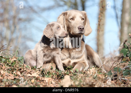 Weimaraner Langhaar / Erwachsener Hund und Welpen im Wald Stockfoto