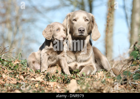 Weimaraner Langhaar / Erwachsener Hund und Welpen im Wald Stockfoto