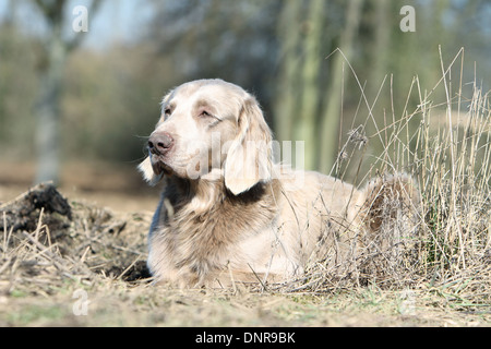 Hund Weimaraner Langhaar / Erwachsene in einer Wiese liegen Stockfoto