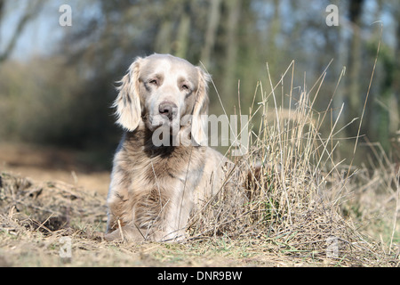 Weimaraner Langhaar / Erwachsene liegen in einem Wald Hund Stockfoto