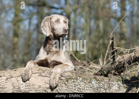 Hund Weimaraner Langhaar / Erwachsene auf einem Baumstamm liegend Stockfoto