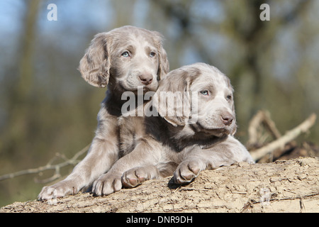 Weimaraner Langhaar Hund / zwei Welpen an einem Baumstamm Stockfoto