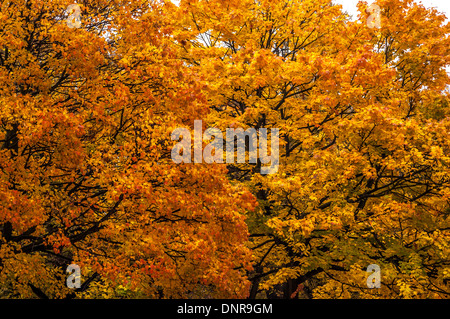 Autumn Leaves on trees Stockfoto