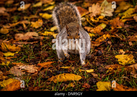 Eichhörnchen am Boden unter Herbst Blätter, Kensington Gardens, London. Stockfoto