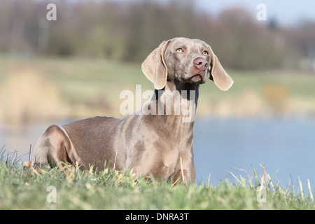 Weimaraner Kurzhaar Hund / Erwachsene in einer Wiese liegen Stockfoto