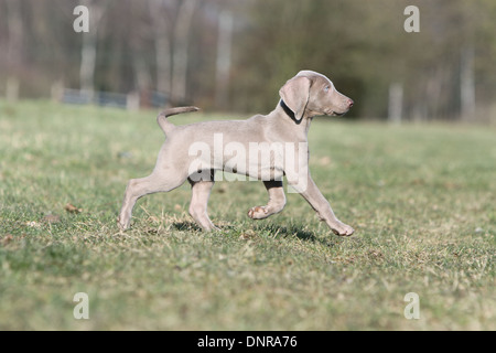 Weimaraner Kurzhaar Hund / Welpe läuft auf einer Wiese Stockfoto