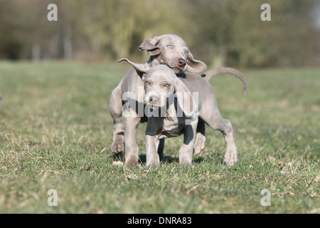 Weimaraner Kurzhaar Hund / zwei Welpen spielen auf einer Wiese Stockfoto