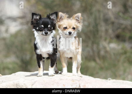 Hund 2 Chihuahua Welpen Langhaar steht auf einem Felsen Stockfoto