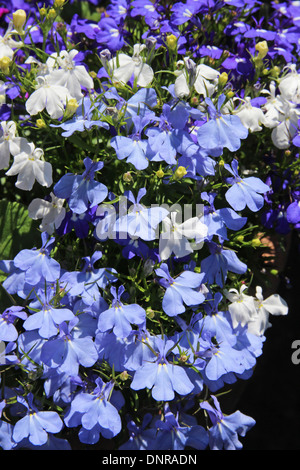 Gemischte Lobelien (Lobelia erinus) Sorten, eine Art von jährlichen Beetpflanze Stockfoto