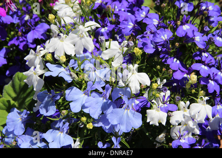 Gemischte Lobelien (Lobelia erinus) Sorten, eine Art von jährlichen Beetpflanze Stockfoto