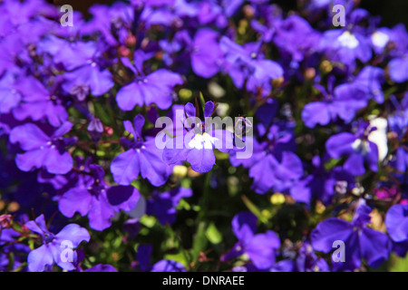 Lobelia Erinus Sorte "Frau Clibran". eine jährliche Sommer Beetpflanze Stockfoto