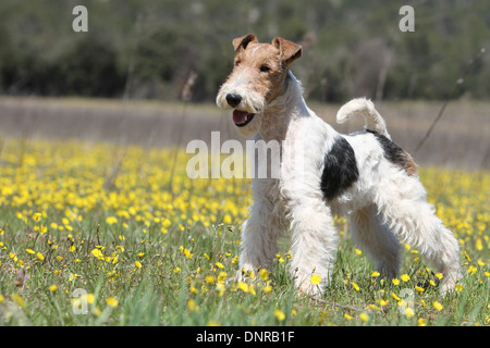 Wire Fox Terrier Hund / Erwachsenen stehen in einem Feld Stockfoto