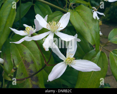 Clematis Armandii in Blume, Großbritannien Stockfoto