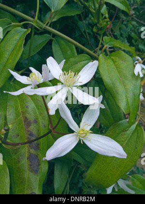 Clematis Armandii in Blume, Großbritannien Stockfoto