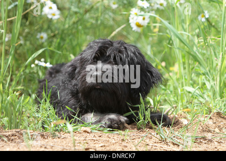 Katalanische Schäferhund Hund / Gos d'atura Català Erwachsener (schwarz) Stockfoto