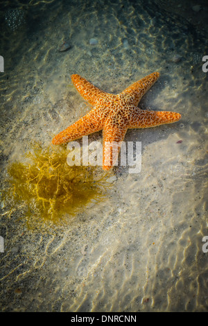 Erholend Zucker Seestern auf dem Sand neben Algen im flachen Wasser Stockfoto