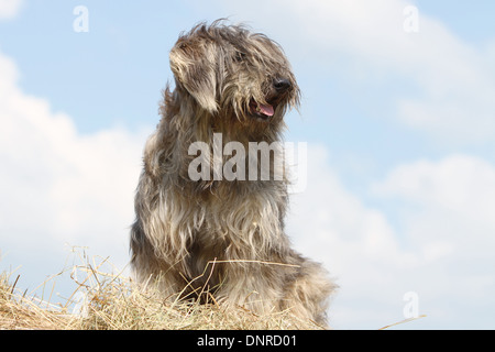 Katalanische Schäferhund Hund / Gos d'atura Català Erwachsene (grau) auf einem Strohballen Stockfoto