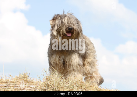 Katalanische Schäferhund Hund / Gos d'atura Català Erwachsene (grau) auf einem Strohballen Stockfoto