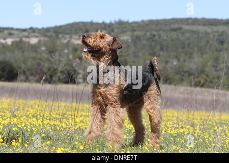 Airedale Terrier Hund / Waterside Terrier / Erwachsenen stehen in einem Feld von Blumen Stockfoto