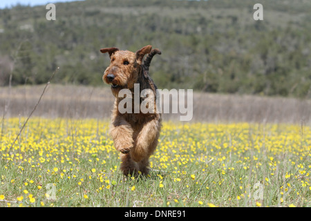 Airedale Terrier Hund / Waterside Terrier / Erwachsene in einem Feld von Blumen Stockfoto