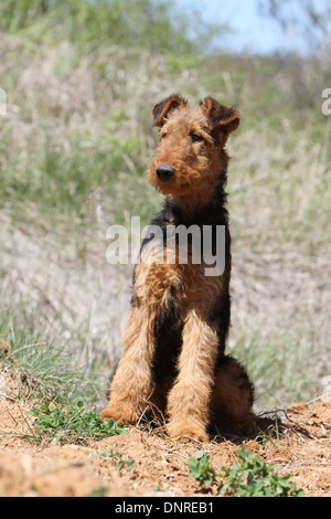 Airedale Terrier Hund / Waterside Terrier / Junge sitzt auf einer Wiese Stockfoto