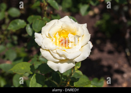 Weiß bis cremig gelb gefärbt rose "Elina" (Peaudouce) Stockfoto