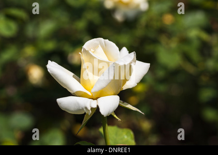 Weiß bis cremig gelb gefärbt rose "Elina" (Peaudouce) Stockfoto