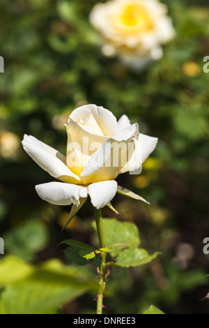 Weiß bis cremig gelb gefärbt rose "Elina" (Peaudouce) Stockfoto