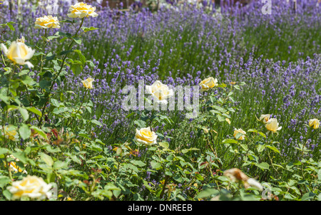 Weiß bis cremig gelb rose "Elina" (Peaudouce) Blüte vor Lila Lavendel Stockfoto