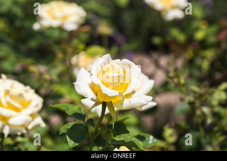 Weiß bis cremig gelb gefärbt Rosen "Elina" (Peaudouce) Stockfoto