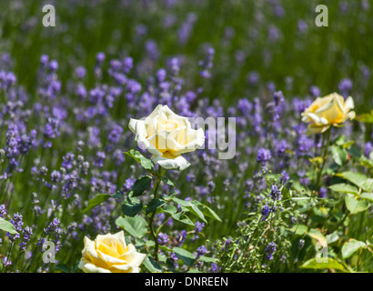 Weiß bis cremig gelb rose "Elina" (Peaudouce) Blüte vor Lila Lavendel Stockfoto