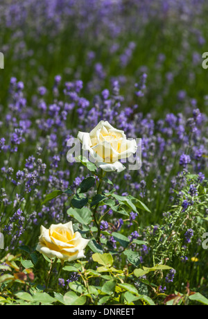 Weiß bis cremig gelb rose "Elina" (Peaudouce) Blüte vor Lila Lavendel Stockfoto