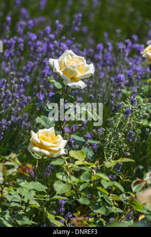 Weiß bis cremig gelb rose "Elina" (Peaudouce) Blüte vor Lila Lavendel Stockfoto