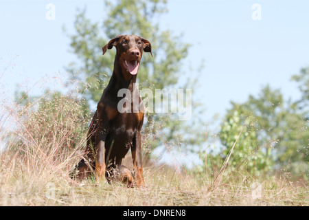Hund Dobermann / Dobermann (natürlichen Ohren) / Erwachsene sitzen auf einer Wiese Stockfoto