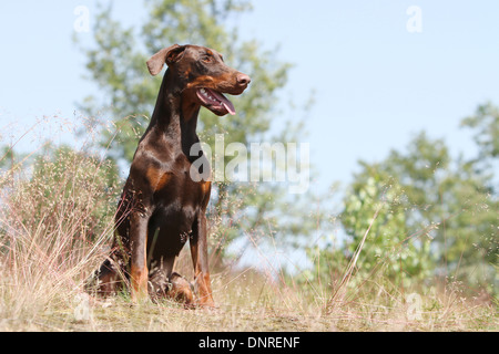 Hund Dobermann / Dobermann (natürlichen Ohren) / Erwachsene sitzen auf einer Wiese Stockfoto