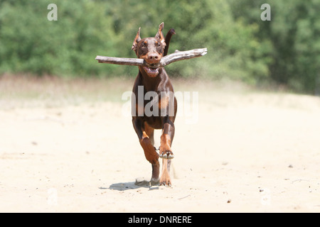 Hund Dobermann / Dobermann (natürlichen Ohren) / Erwachsene laufen mit einem Stock im Maul Stockfoto