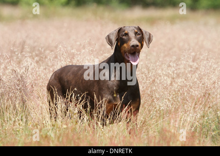 Hund Dobermann / Dobermann (natürlichen Ohren) / Erwachsenen stehen auf einer Wiese Stockfoto