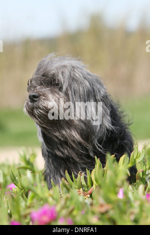 Löwchen Hund / petit Chien Lion / kleiner Löwe / Erwachsene sitzen in den Dünen Stockfoto