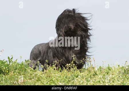 Löwchen Hund / petit Chien Lion / kleiner Löwe / Erwachsenen stehen auf einer Wiese Stockfoto