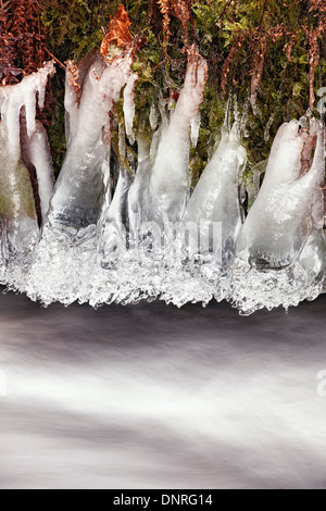 Kalte Bedingungen schaffen diese einzigartigen geformten Eiszapfen hängen über Wahkeena Creek in Oregon die Columbia River Gorge. Stockfoto