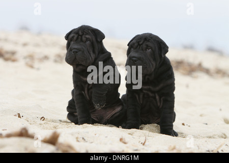 Shar-pei Hund / zwei Welpen am Strand sitzen Stockfoto