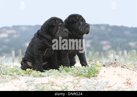 Shar-pei Hund / zwei Welpen sitzen in Dünen Stockfoto